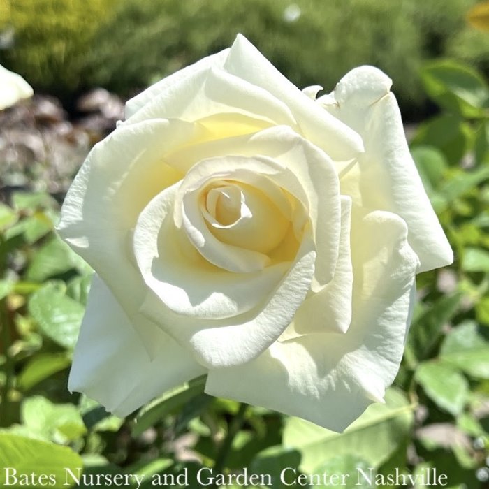 #3 Rosa Honor/ White Hybrid Tea Rose - No Warranty