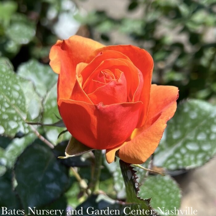#3 Rosa Downton Abbey 'Anna's Promise'/ Orange Grandiflora Rose - No Warranty