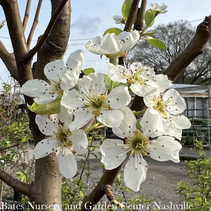 Edible #7 Pyrus com Bartlett/ Semi-dwarf Pear