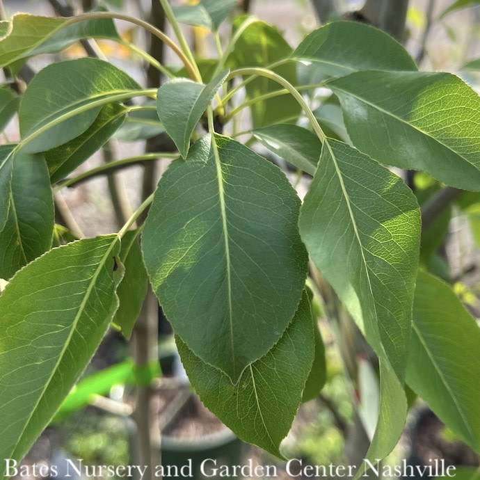 Edible #5 Pyrus com Ayers/ Self-fertile Semi-dwarf Pear