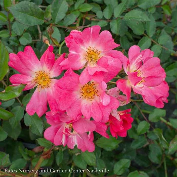 #3 Rosa Pink Drift/ Groundcover Rose - No Warranty