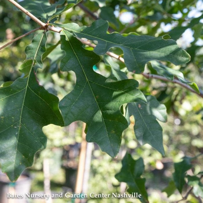 #15 Quercus lyrata/ Overcup Oak Native (TN)