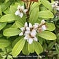 #1 Pieris japonica Enchanted Forest 'River Nymph'/ White
