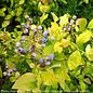 Edible #3 Vaccinium cory PW Sky Dew 'Gold'/ Northern Highbush Blueberry Native (TN)