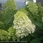 Topiary #7 3' STD Hydrangea pan Limelight/ White Panicle Patio Tree