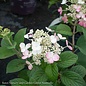 8DP Hydrangea pan PW LITTLE Quick Fire/ Dwarf Panicle White to Pink