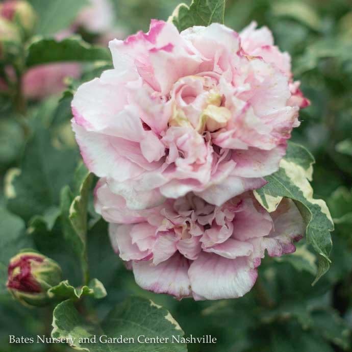 #2 Hibiscus syr PW Sugar Tip/ Rose Of Sharon/ Variegated Pink and White Althea