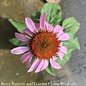 #1 Echinacea pur Ruby Star/ Coneflower Native (TN)