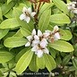#5 Pieris japonica Enchanted Forest 'River Nymph'/ White