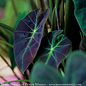 Tropical #1 Colocasia esc PW Illustris/ Elephant Ear