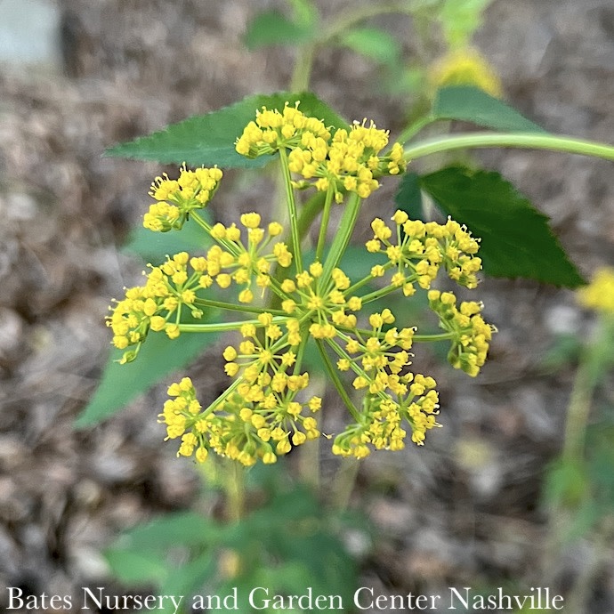 #1 Zizia aurea/ Golden Alexanders Native (TN)