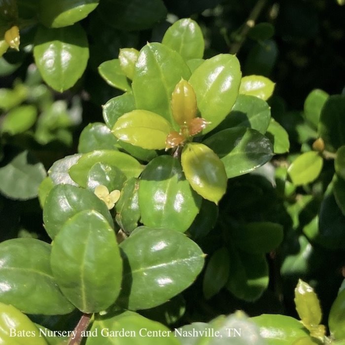 #7 Ilex cren Steeds/ Pyramidal Japanese Holly (female)