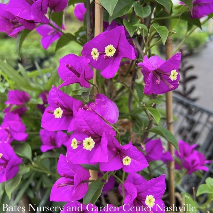 Tropical #2 Staked Bougainvillea Purple Queen