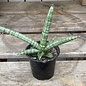 6p! Sansevieria Starfish /Mother-in-Law Tongue /Snake Plant /Tropical