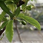 Edible #3 Prunus x Bruce/ Red Plum Semi-Dwarf