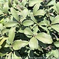 #5 Euonymus alatus Compactus/ Dwarf Burning Bush