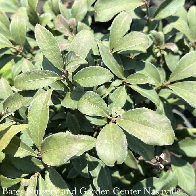 #5 Euonymus alatus Compactus/ Dwarf Burning Bush