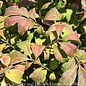 #5 Euonymus alatus Compactus/ Dwarf Burning Bush