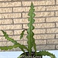 5.5p!/6p! Cactus  /Epiphyllum ang. Fishbone/Ric Rac/Zig Zag Tropical