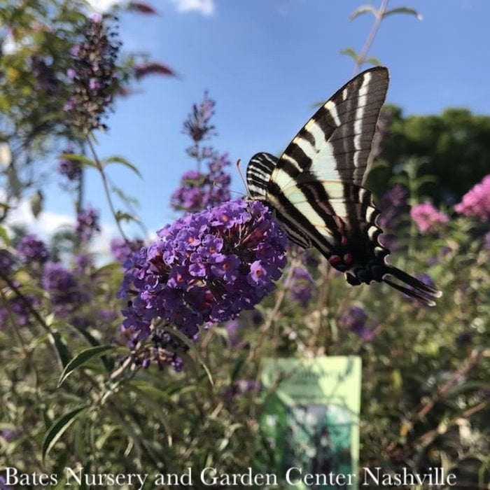#3 Buddleia dav Nanho Purple/ Butterfly Bush