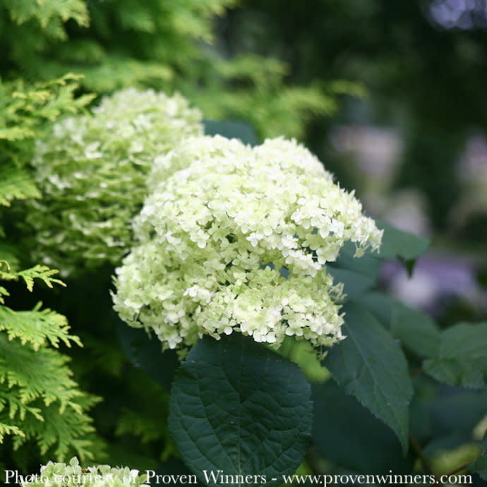 #2 Hydrangea pan PW Lime Rickey/ Smooth Green Panicle