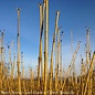 #2 Cornus sericea Flaviramea/ Yellow Twig Dogwood Native (R)
