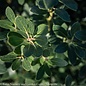 #2 Ilex glabra Nordic/ Inkberry Holly (male) Native (TN)