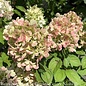 #3 Hydrangea pan PW Little Lime PUNCH/ Panicle