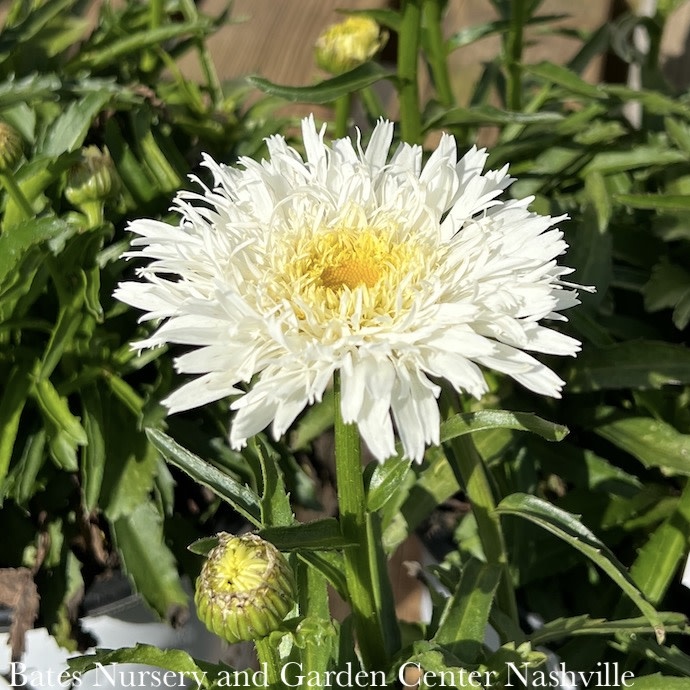 #1 Leucanthemum PW Amazing Daisies 'Marshmallow'/ Shasta Daisy
