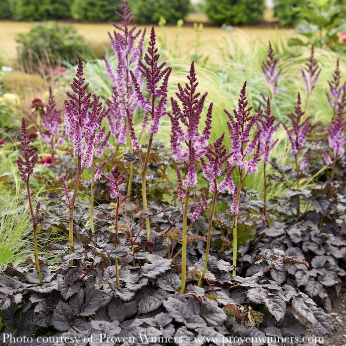 #1 Astilbe x PW Dark Side of the Moon/ Purple