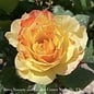 #3 Rosa Chihuly/ Yellow, Red Floribunda Rose - No Warranty
