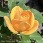 #3 Rosa Strike It Rich/ Gold, Red Grandiflora Rose - No Warranty