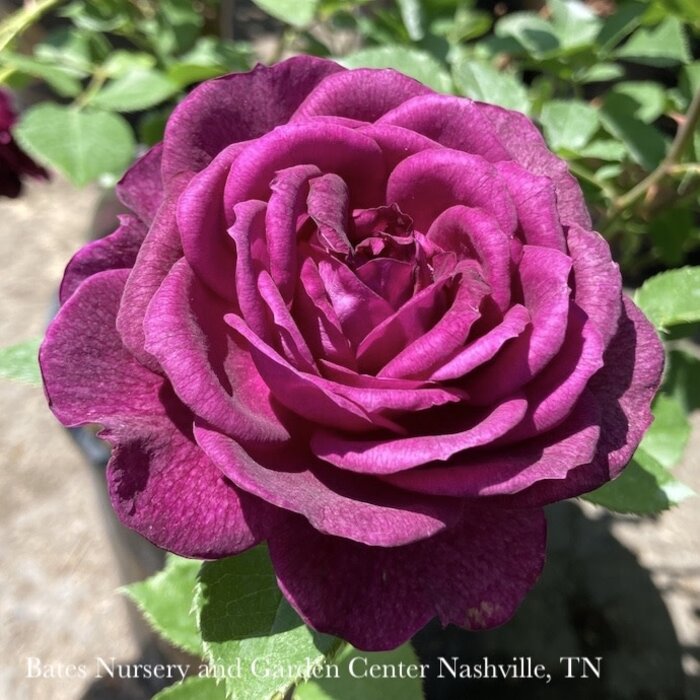 #3 Rosa Ebb Tide/ Dark Purple Floribunda Rose - No Warranty
