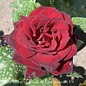 #3 Rosa Ink Spots/ Red Hybrid Tea Rose - No Warranty