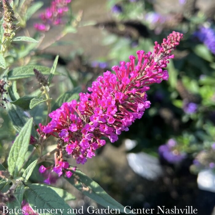 #3 Buddleia dav SL Butterfly Towers 'Magenta'/ Butterfly Bush