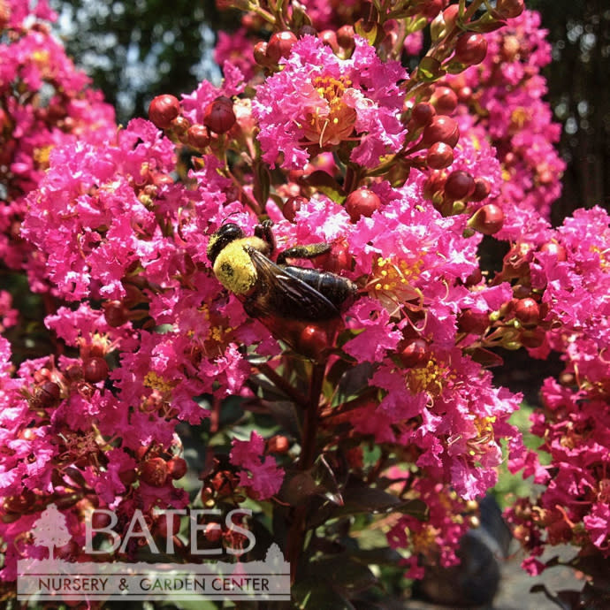 #7 Lagerstroemia Plum Magic/ Fuchsia-pink Semi-dwarf Crape Myrtle