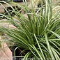 #1 Grass Carex osh SL EverColor Eversheen/ Variegated Sedge
