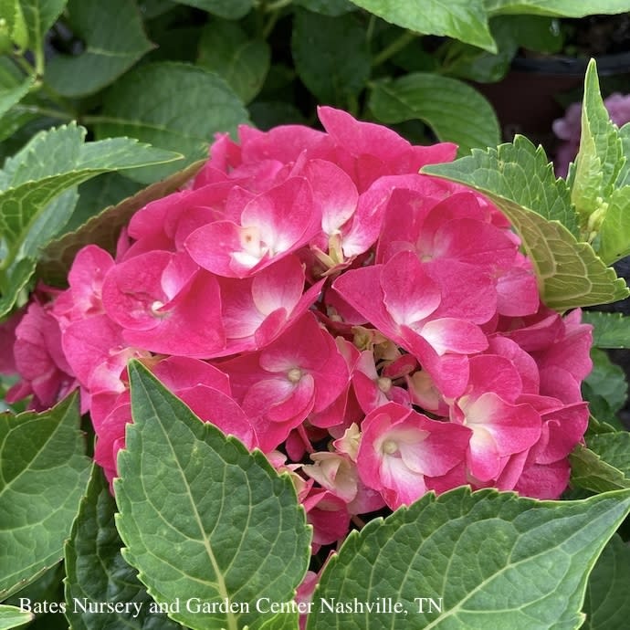 #2 Hydrangea mac PW Wee Bit Giddy/ Bigleaf/ Dwarf Red Mophead