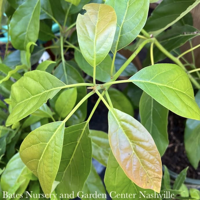 Tropical Edible #5 Persea Americana Hass TREE/ Avocado - No Warranty