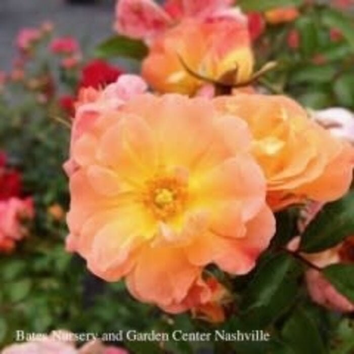 #3 Rosa Peach Drift/ Groundcover Rose - No Warranty