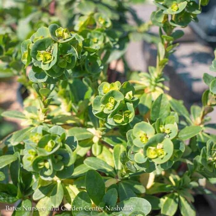 QP Euphorbia robbiae/ Spurge