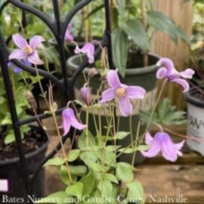 #1 Clematis x PW Stand By Me/ Lavender Nodding Bush