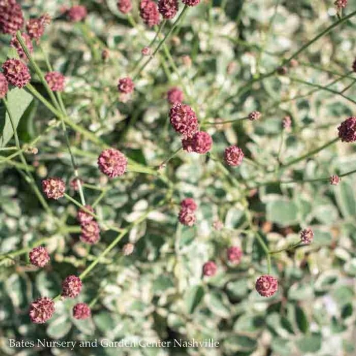 #1 Sanguisorba minor Little Angel/ Dwarf Variegated Burnet