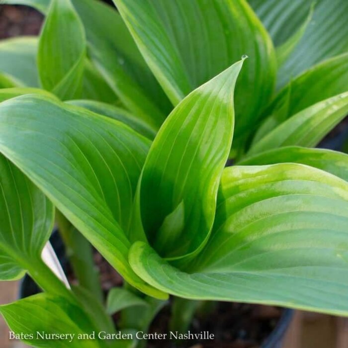 #1 Hosta Victory/ Variegated Blue Green and Yellow