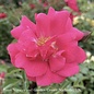 #2 Rosa Flower Carpet 'Pink Supreme'/ Groundcover Rose - No Warranty