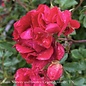 #3 Rosa Red Drift/ Groundcover Rose - No Warranty