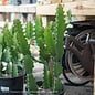 #1/6p! Euphorbia Ingens  / Cactus /Tropical
