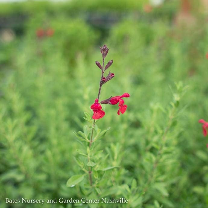 #1 Salvia greg Furman's Red/Autumn Sage Native (R)
