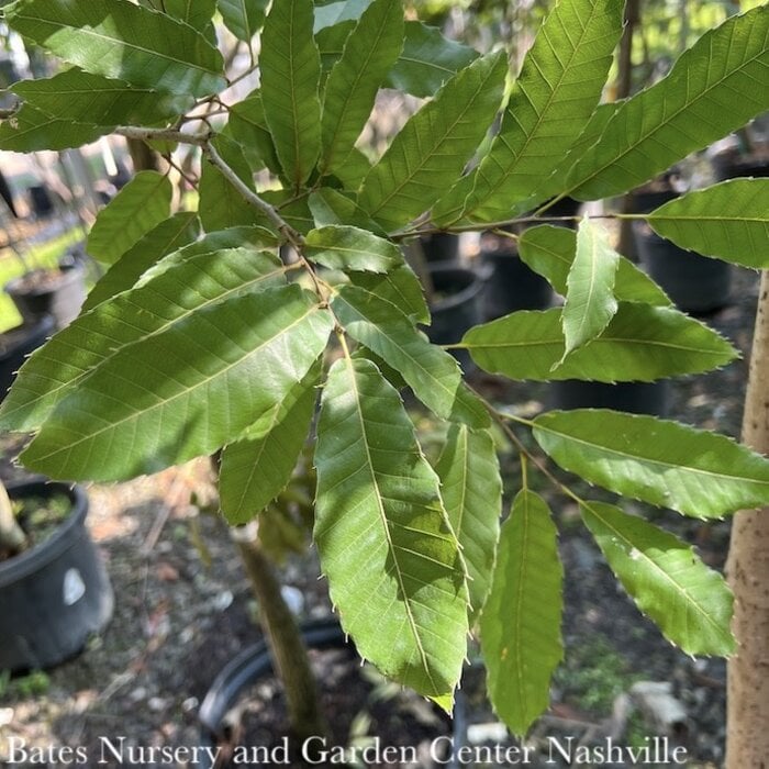 #10 Quercus acutissima/ Asian Sawtooth Oak