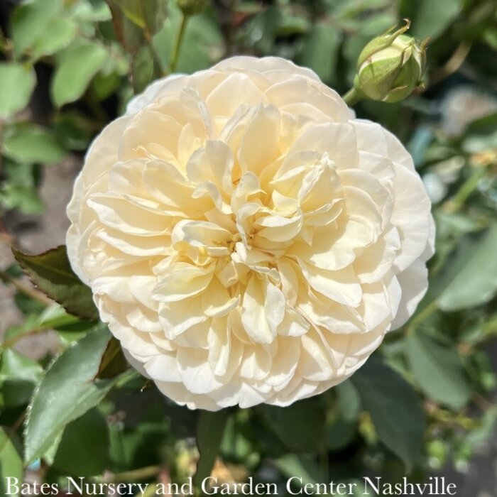 #3 Rosa Lichfield Angel/ Creamy White David Austin Shrub Rose - No Warranty